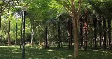 阳光中公园树林实景拍摄视频的预览图